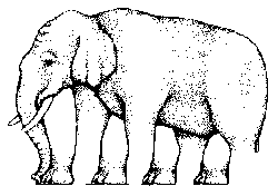 Сколько у слона ног?