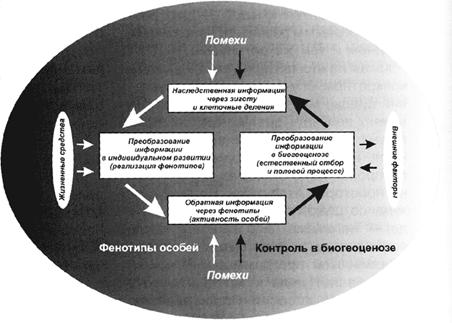 Схема регулирующего механизма эволюции