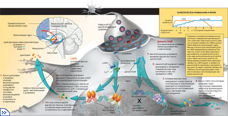 Постоянный систематический приём наркотиков может вызывать изменения основного звена мозговой системы вознаграждения – нервного пути, соединяющего нейроны вентральной области покрышки (ВОП), вырабатывающие дофамин, и чувствительные к этому веществу нейроны прилежащего ядра (nucleus accumbens)