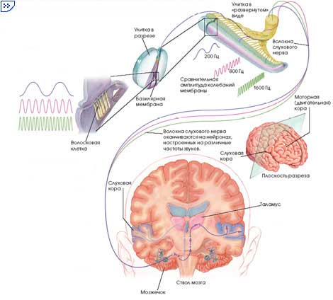 вибрации базилярной мембраны улитки заставляют сенсорные рецепторы уха, волосковые клетки, генерировать электрические сигналы, направляющиеся по слуховому нерву в головной мозг