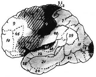Наружная кора левого полушария головного мозга: поля Бродмана