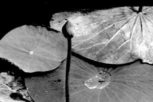 Бутон лотоса (фото автора)