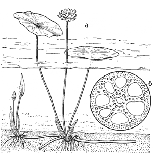 Лотос орехоносный: а – общий вид растения; б – поперечный срез корневища