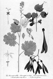 Боккония сердцевидная (Bocconia cordata)