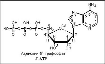 Химическая формула аденозинтрифосфорной кислоты (АТФ)