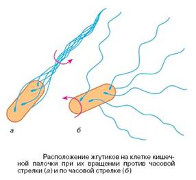 Способы движения бактерии с помощью жгутиков