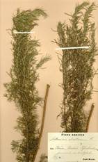 Artemisia abrotanum из гербария Линнея