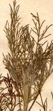 Artemisia abrotanum из гербария Линнея