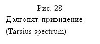 Подпись: Рис. 28
Долгопят-привидение (Tarsius spectrum)
