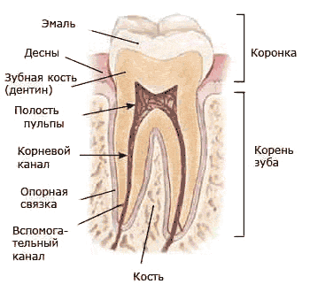 Строение зуба (корень зуба, эмаль, зубная кость дентин, коронка, пульпа, корневой канал)
