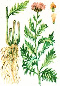 левзея сафлоровидная, большеголовник, маралий корень, маралова трава, нижний уймон (Rhaponticum carthamoides), рисунок, картинка