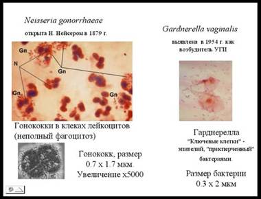 К полезным бактериям симбионтам человека относят