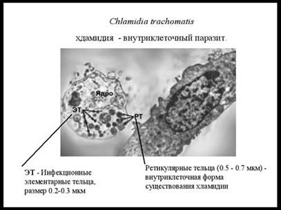 Симбионтом человека является кишечная палочка