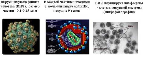 Симбионтом человека является кишечная палочка