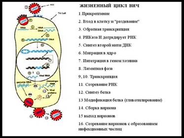 Симбионтом человека является кишечная палочка