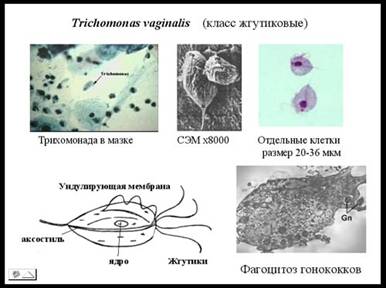 К полезным бактериям симбионтам человека относят