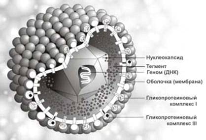 Болезнь ауески презентация