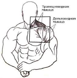 Мышцы спины, груди, живота, косые, ног, икроножные, рук. Мышцы накачать.